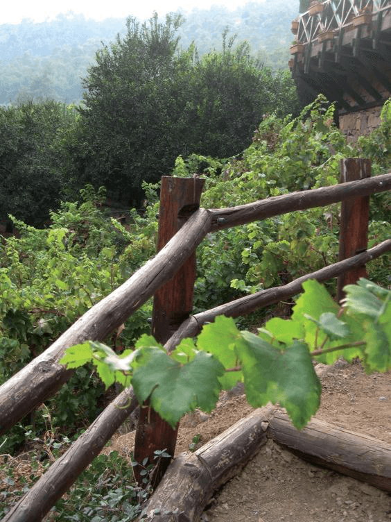 Vouni Panagias - Ampelitis