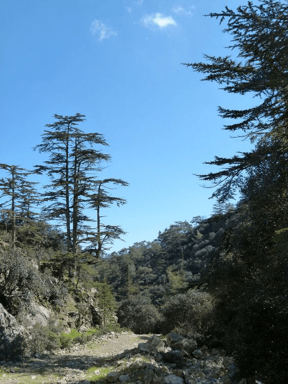 The southern slopes of Troodos mountains